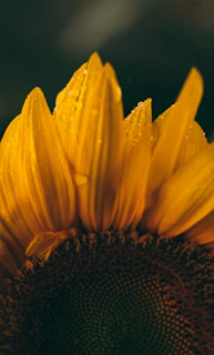 Close-up of a blooming sunflower with dew drops sparkling in the morning light.