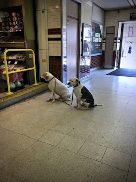 Two dogs are sitting on a tiled floor near the entrance of a station. They are leashed and appear to be waiting. In the background, there is a wall with brown and white tiles, a poster advertising a stadium tour, and a shop displaying flowers and gift items.