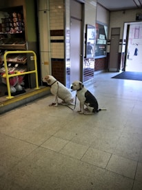 Two dogs are sitting on a tiled floor near the entrance of a station. They are leashed and appear to be waiting. In the background, there is a wall with brown and white tiles, a poster advertising a stadium tour, and a shop displaying flowers and gift items.