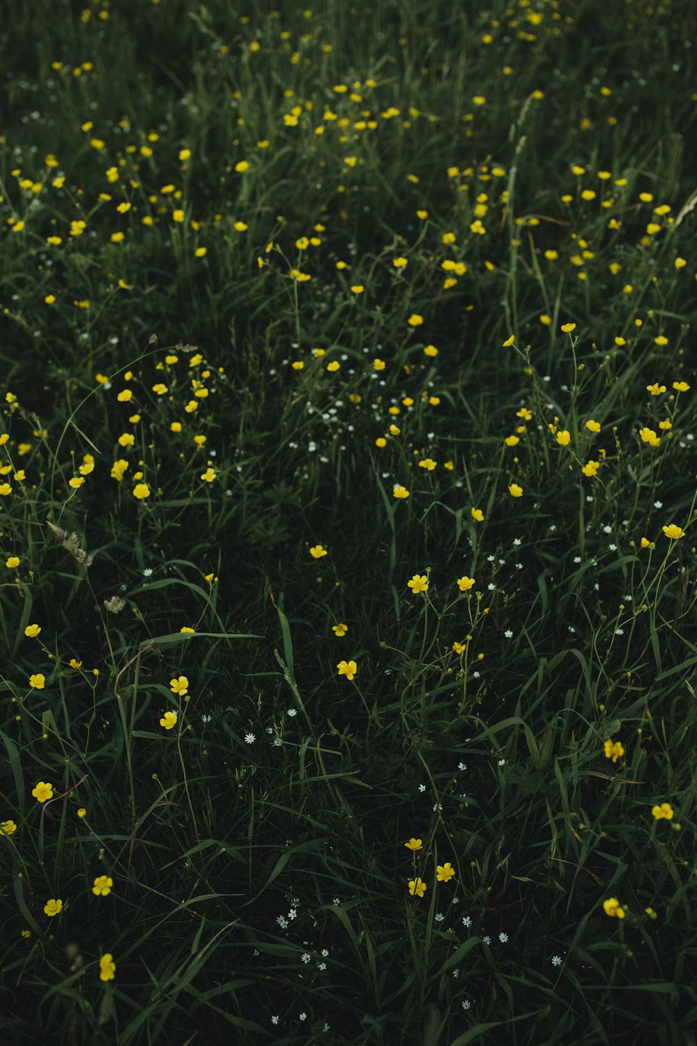 champ de plantes à fleurs jaunes