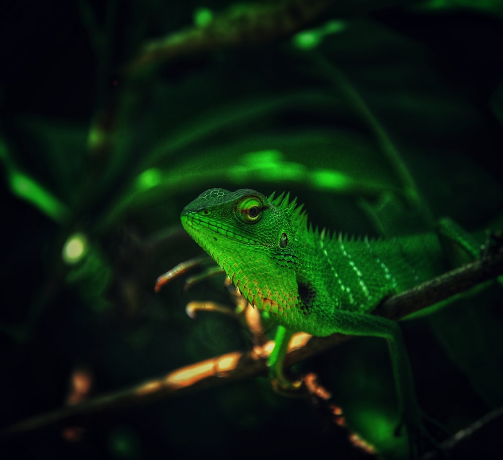 photo of green lizard