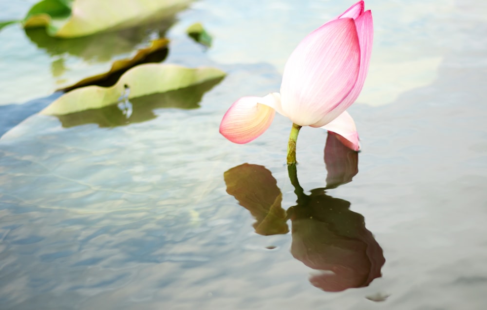 pink petaled flower in water