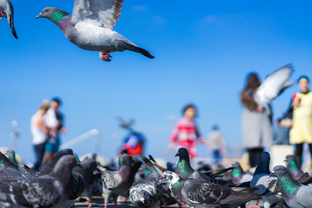 flock of birds flying under blue sky during daytime