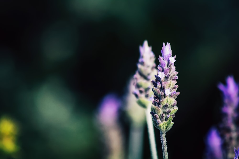 Fotografía de profundidad de flores de pétalos púrpuras