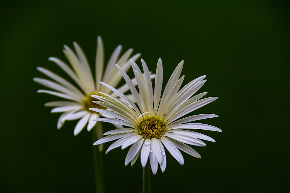 photo of white flowers