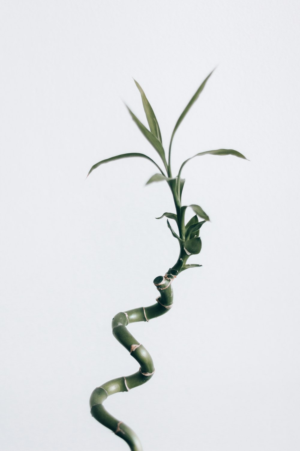 grünblättrige Pflanze mit weißem Hintergrund
