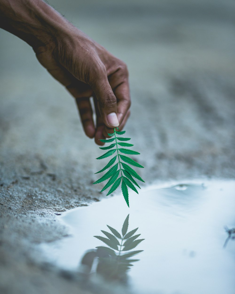 selective focus photography of person holding green leafed plant