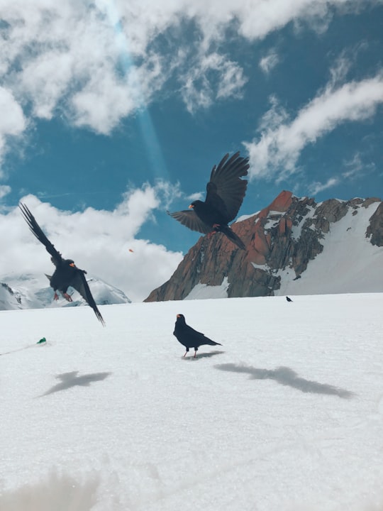 three black birds in Mont Blanc massif France