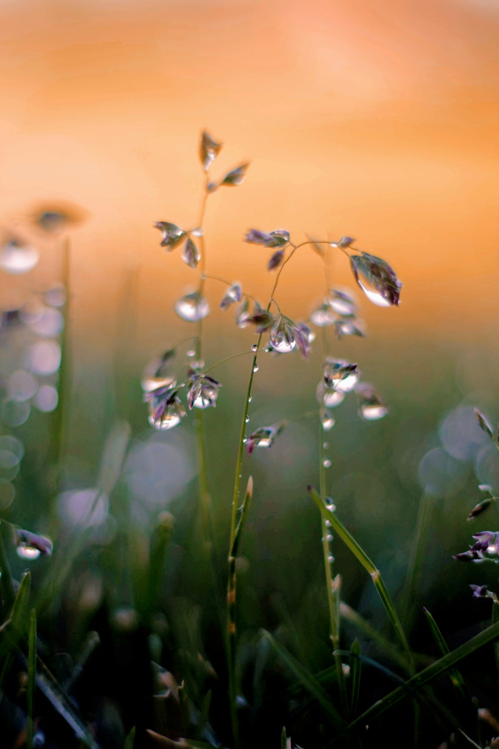 green-leafed plant