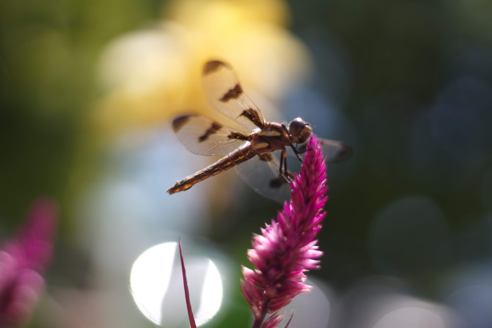 dragonfly on pink flower