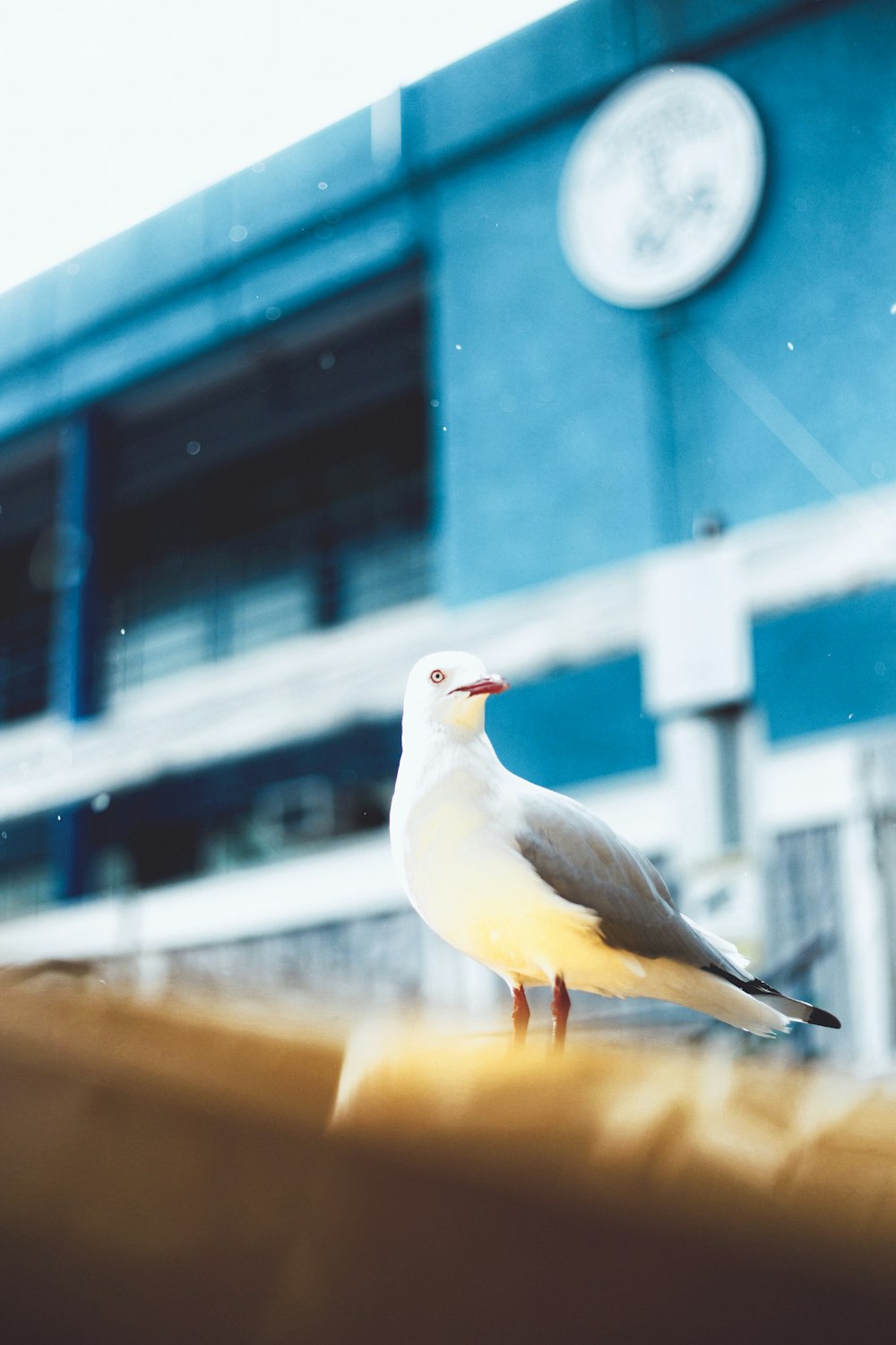 close up photograph of seagull near building