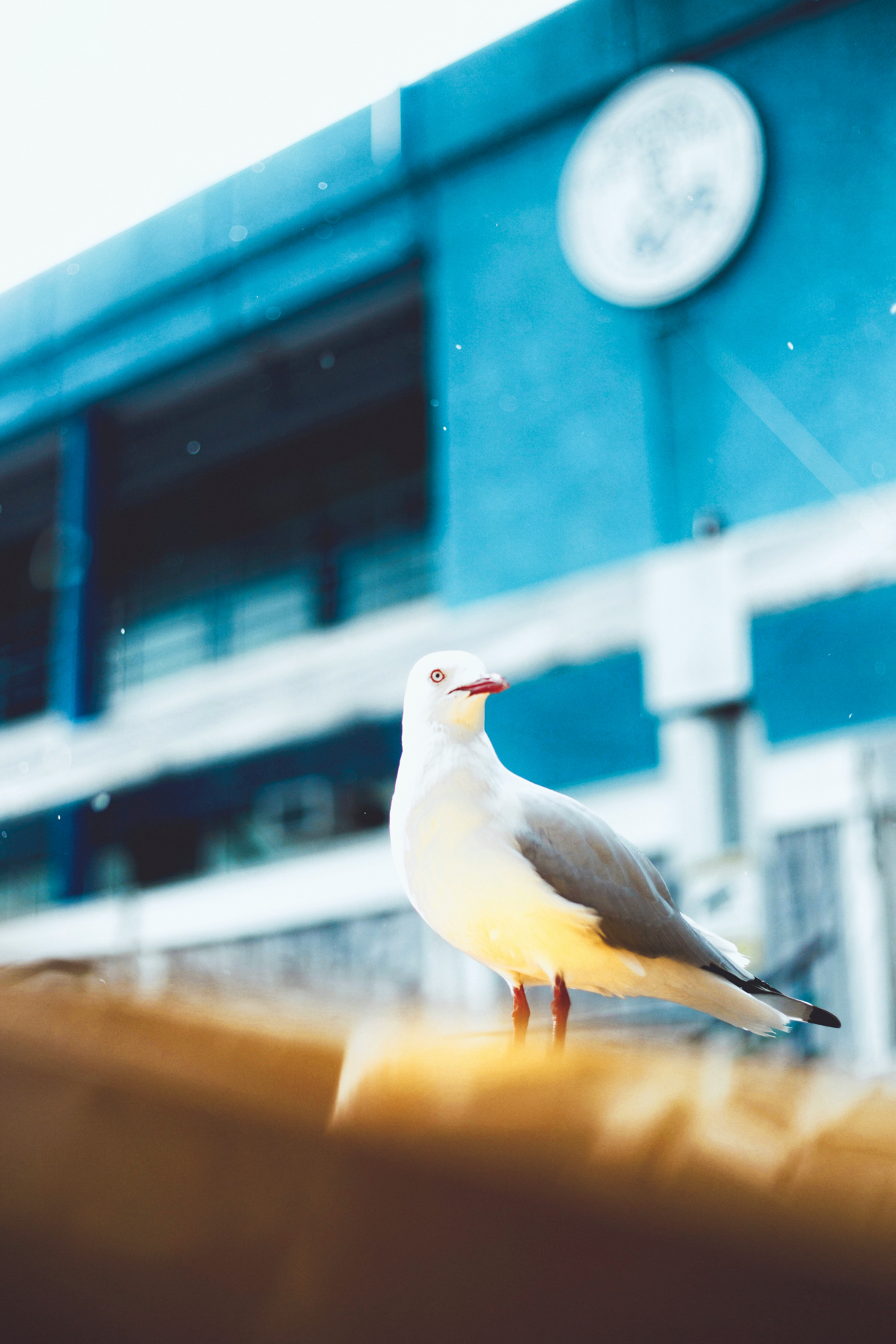 close up photograph of seagull near building