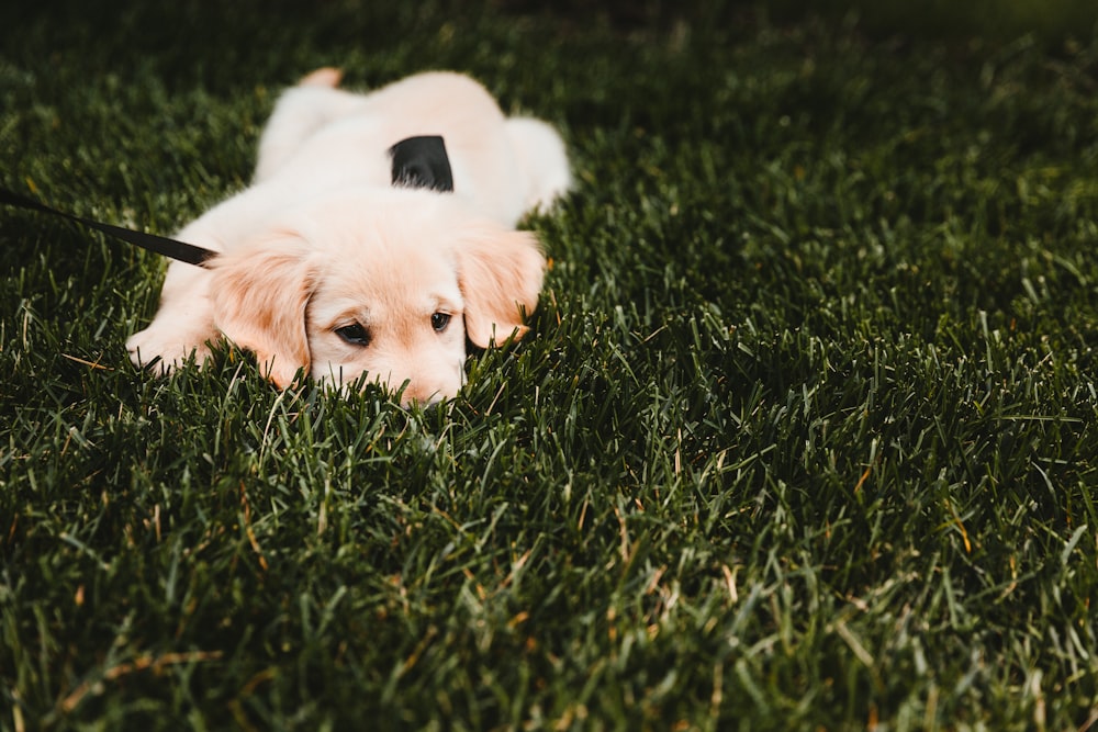 filhote de cachorro bege de pelagem longa deitado na grama verde