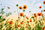 worm's eye view of petaled flowers