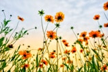 worm's eye view of petaled flowers