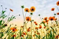 worm's eye view of petaled flowers