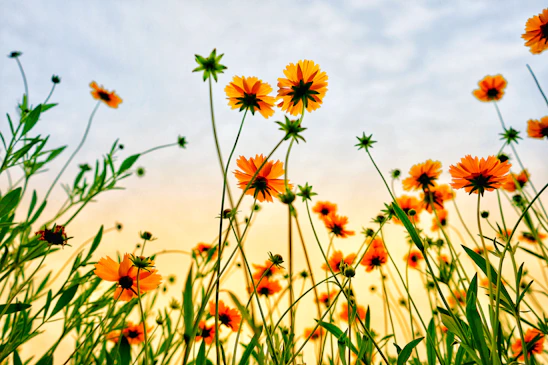Worm's eye view of orange petaled flowers against a sunset.