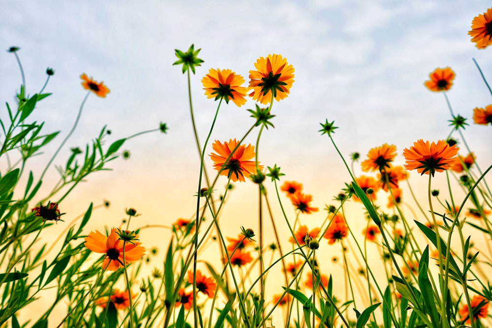 worm's eye view of petaled flowers