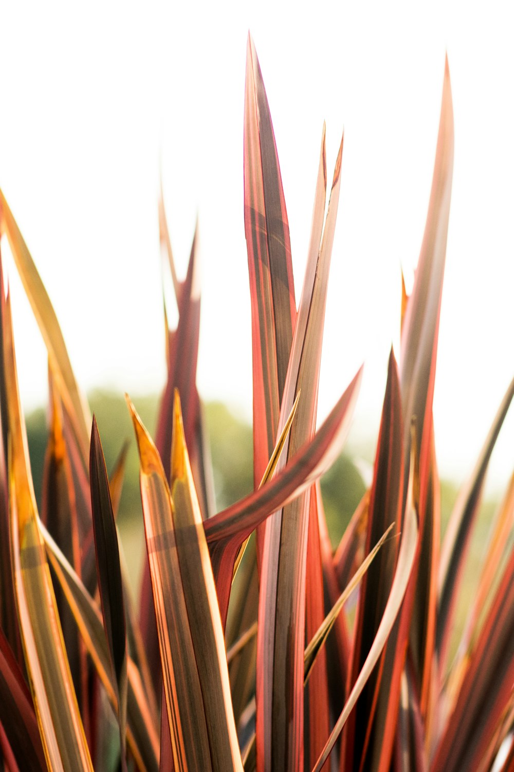 closeup photo of red leafed plant