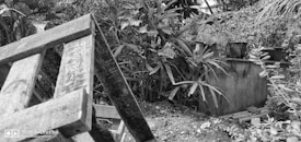A rustic garden setting with abundant greenery including palm-like plants and various potted plants against a concrete structure. A wooden pallet leans in the foreground, adding a rough texture to the scene.