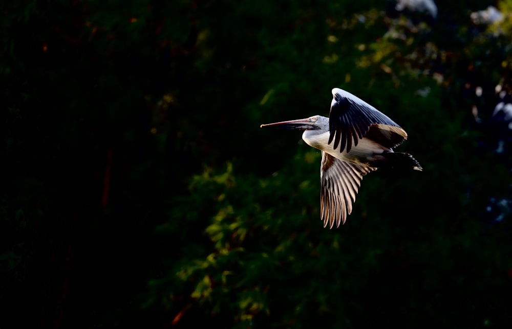 bird flying near tree outdoors