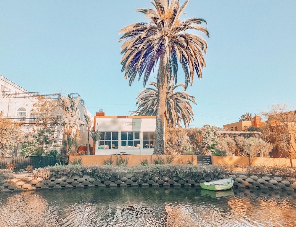 Bote en el cuerpo de agua cerca de la palmera