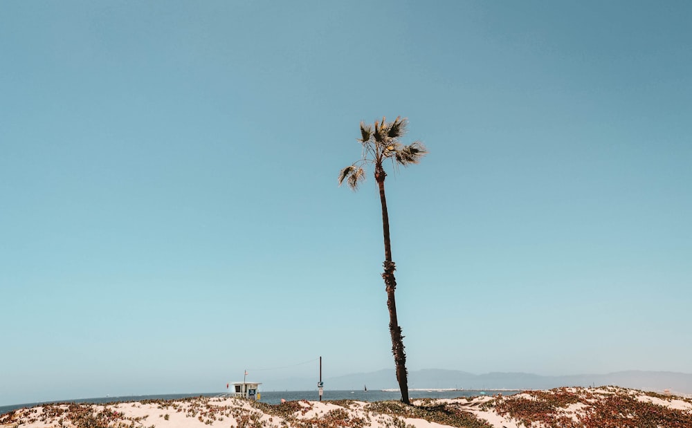 palm tree beside body of water