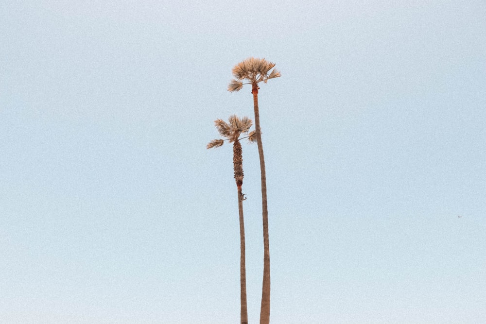 two brown palm trees under white sky