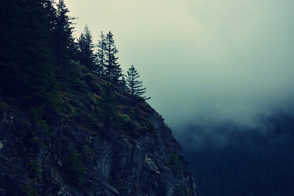 cliff with green trees surrounded by fog