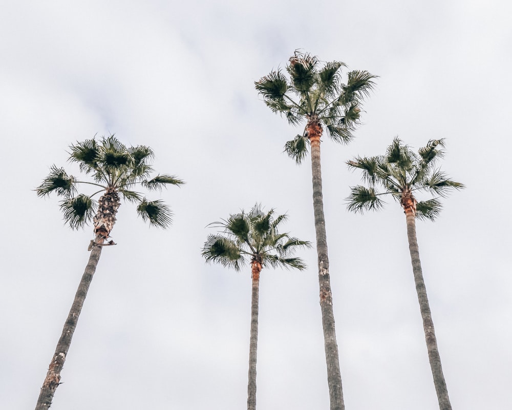 Cuatro palmeras de abanico bajo el cielo blanco