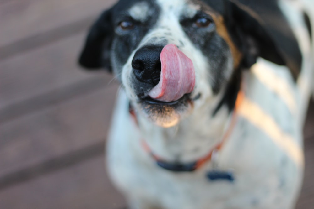 shallow focus photography short-coated white and black dog