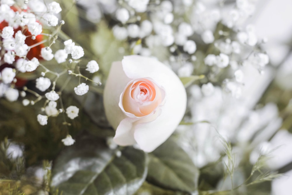 white petaled flower