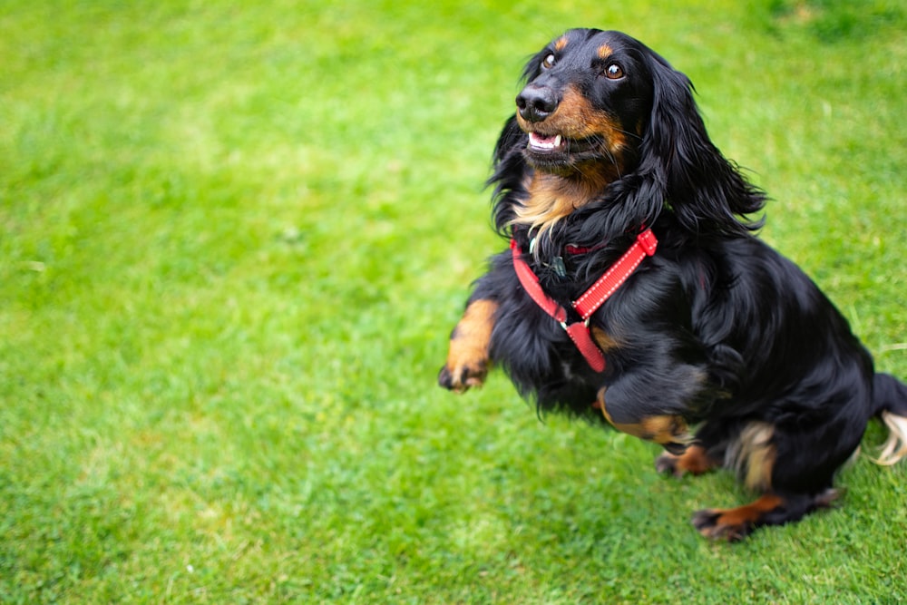 black and brown dog