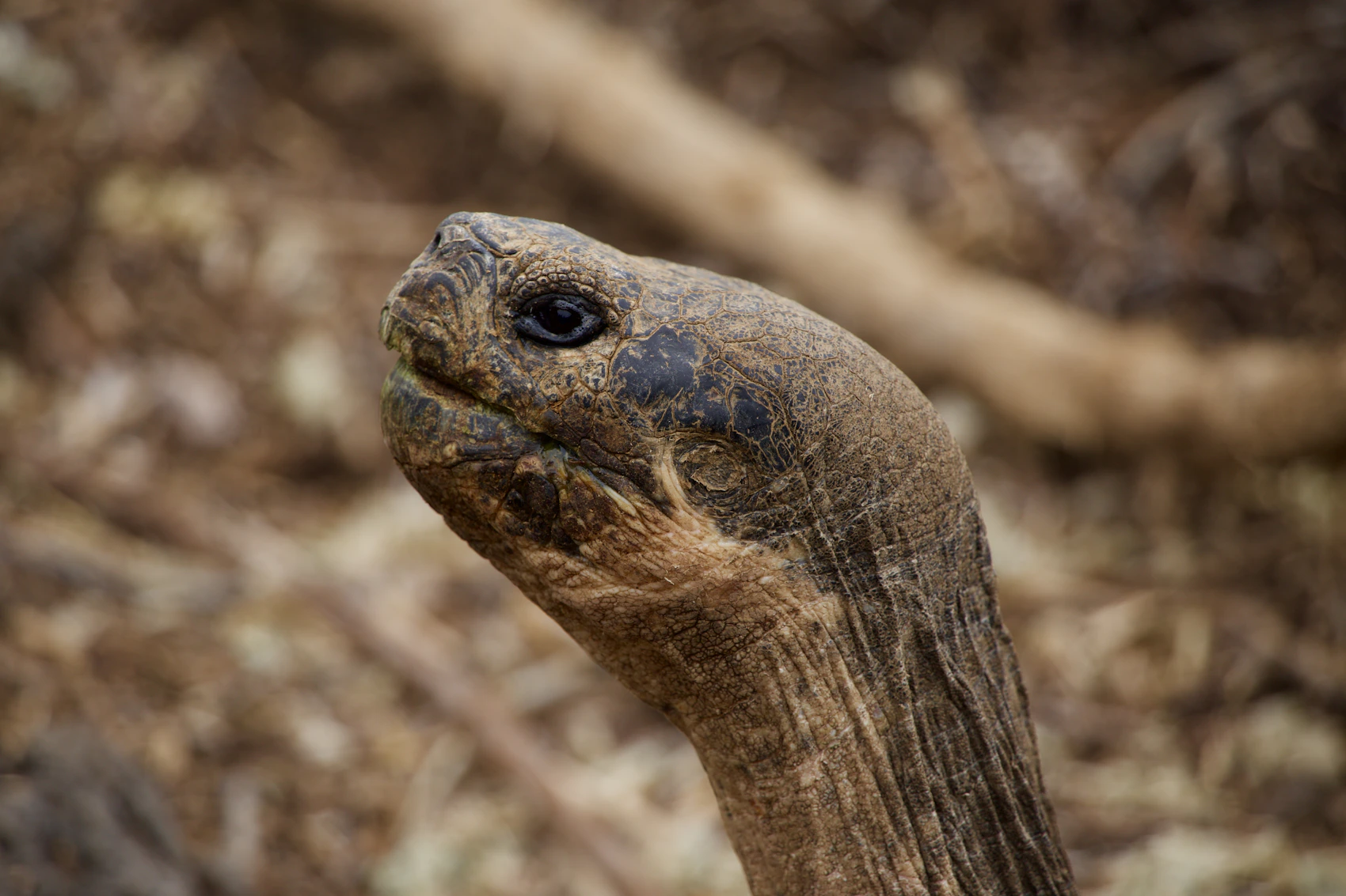 A close view of a giant tortoise in the Galápagos Islands