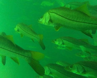 A school of large fish swims in clear green water. The fish have elongated bodies, a distinct lateral line, and pointed fins. The scene suggests an underwater environment with a gentle flow of water.