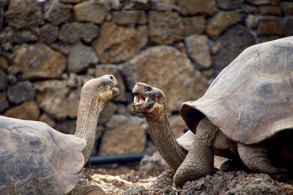 two brown tortoise facing each other