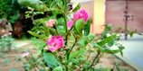 A close-up of pink flowers blooming in the spring garden.