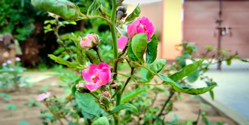 A close-up of pink flowers blooming in the spring garden.