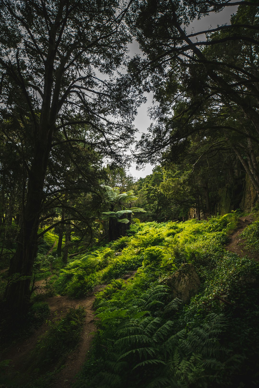 Forest photo spot Waipu Caves Road New Zealand