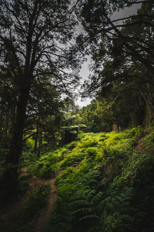 photo of Waipu Caves Road Forest near Te Arai