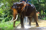 A large elephant stands on a wet pathway surrounded by lush green trees and vegetation. It has long curved tusks and is adorned with a blue and red riding platform on its back. Sunlight filters through the canopy, illuminating the scene with a soft glow.