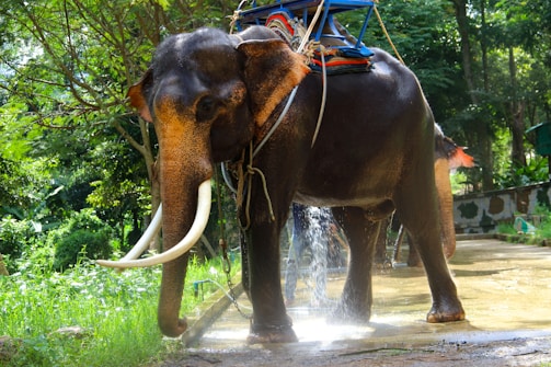 A large elephant stands on a wet pathway surrounded by lush green trees and vegetation. It has long curved tusks and is adorned with a blue and red riding platform on its back. Sunlight filters through the canopy, illuminating the scene with a soft glow.