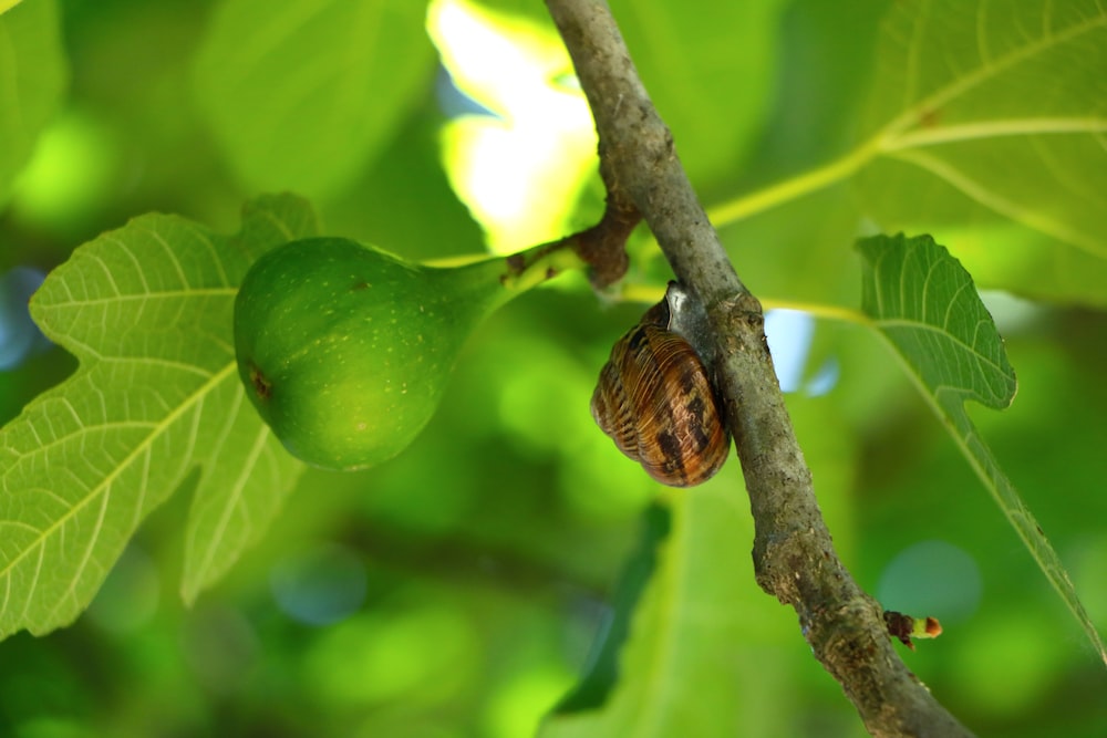photo of brown snail on tree trunk