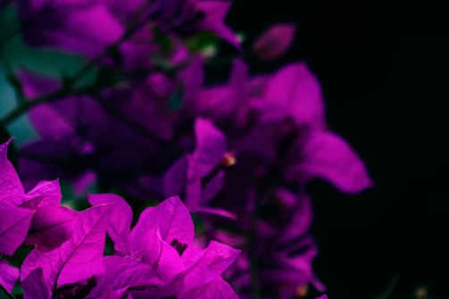 Vibrant magenta flowers with delicate, textured petals are in focus against a dark, blurred background, creating a dramatic contrast. The rich colors and intricate details of the petals are prominent.