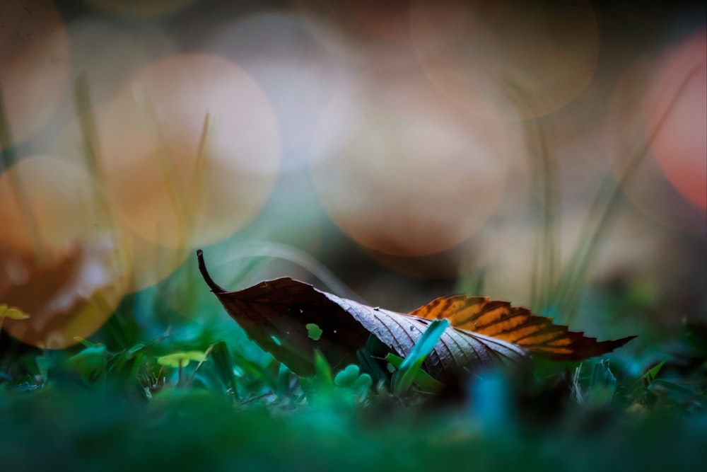 selective focus photography of brown leaf on green grass