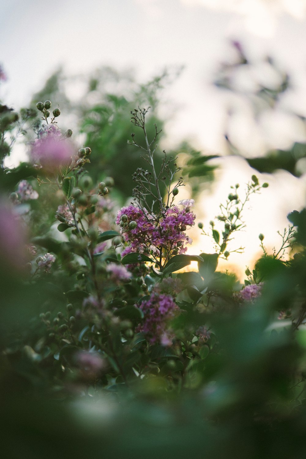 selective focus photo of purple petaled flower