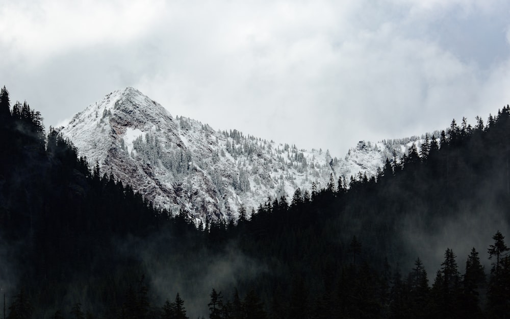 fotografia em tons de cinza de árvores e montanhas