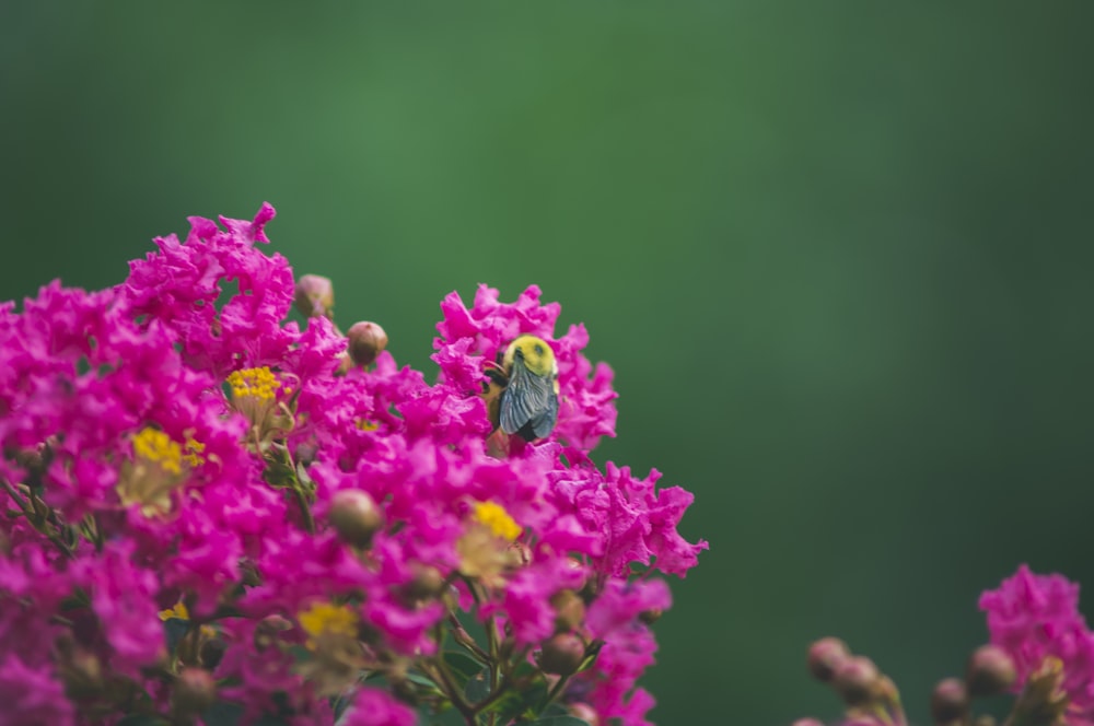 pink petaled flowers