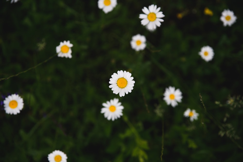 fiori di margherita bianca nella fotografia a fuoco selettivo