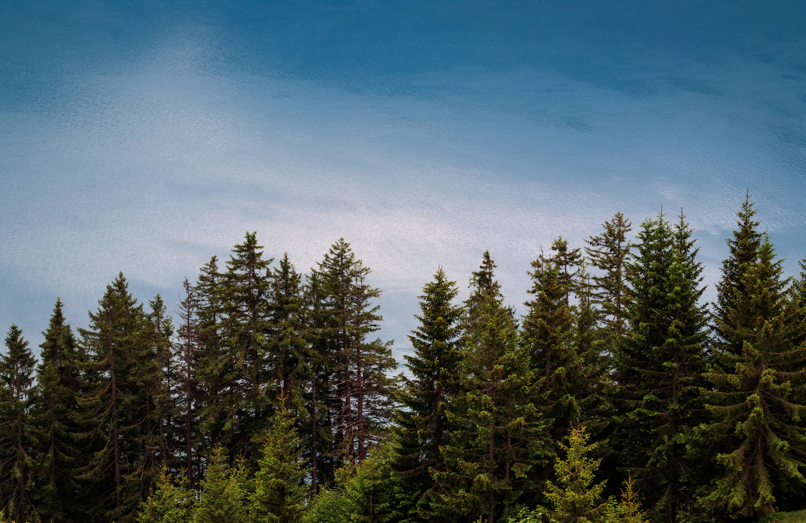 Mélèzes et sapins verts au bord d'un lac de montagne dans les Alpes (photo d'illustration)